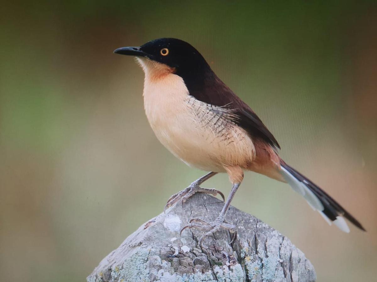 Posada Del Angu Puerto Iguazú Eksteriør billede